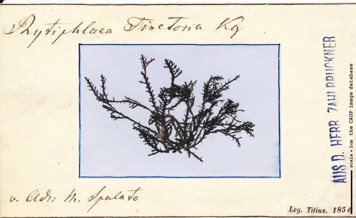 Rytiphlaea tinctoria _101.jpg